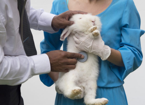 ложная беременность у кроликов