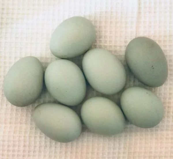 Яйца Лакеданзи