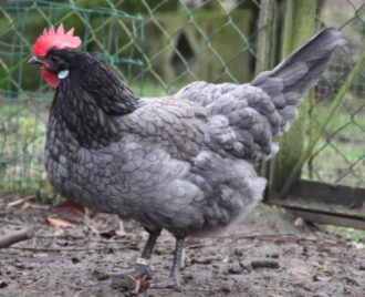 куры плимутрок какие яйца несут. Смотреть фото куры плимутрок какие яйца несут. Смотреть картинку куры плимутрок какие яйца несут. Картинка про куры плимутрок какие яйца несут. Фото куры плимутрок какие яйца несут куры плимутрок какие яйца несут. Смотреть фото куры плимутрок какие яйца несут. Смотреть картинку куры плимутрок какие яйца несут. Картинка про куры плимутрок какие яйца несут. Фото куры плимутрок какие яйца несут