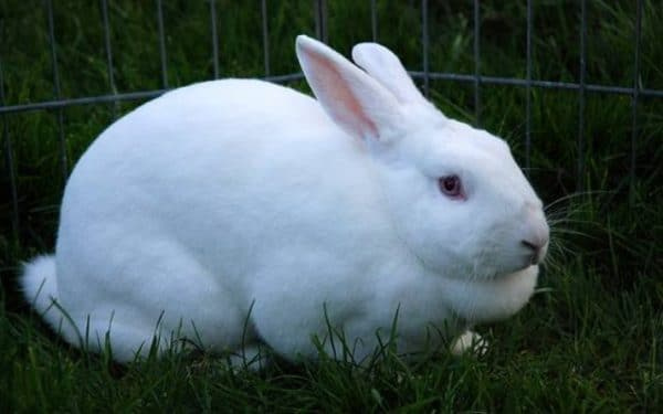 Почему у кроликов может вздуваться живот