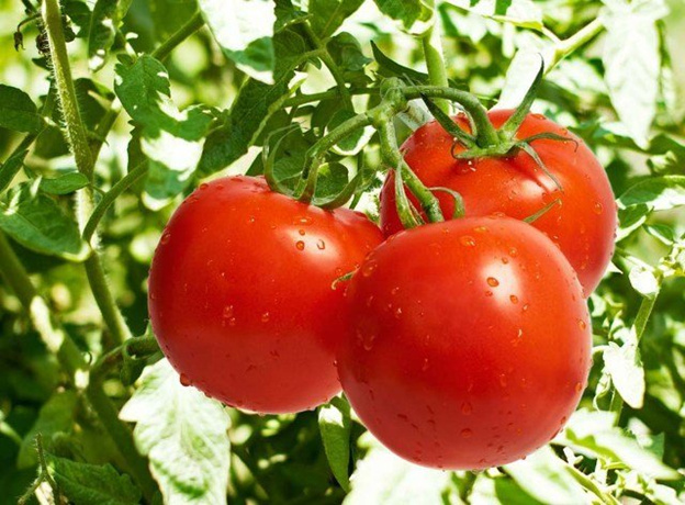 Как собрать семена помидоров