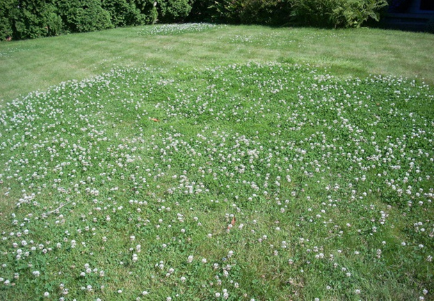 Белый клевер, Trifolium repens