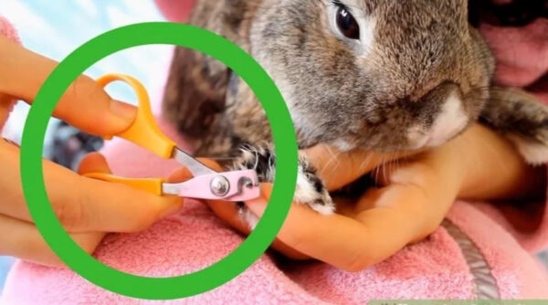 Зачем кролику стричь когти?