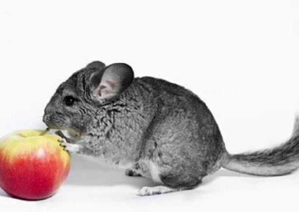Можно ли шиншиллам яблоки?
