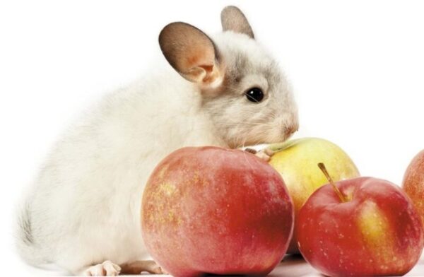 Можно ли шиншиллам яблоки?