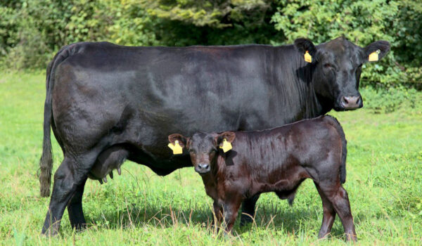 Абердин-ангусская мясные породы бычков