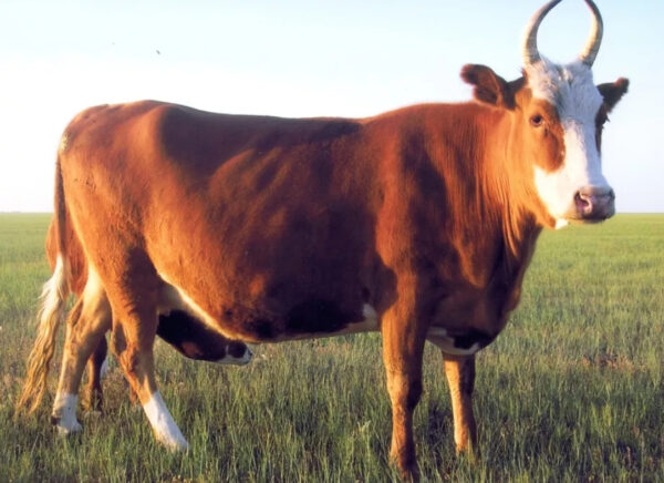 Калмыцкая мясная порода быков