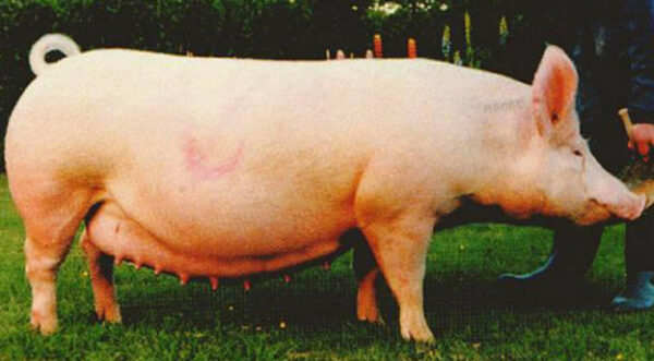 самая большая свинья в мире