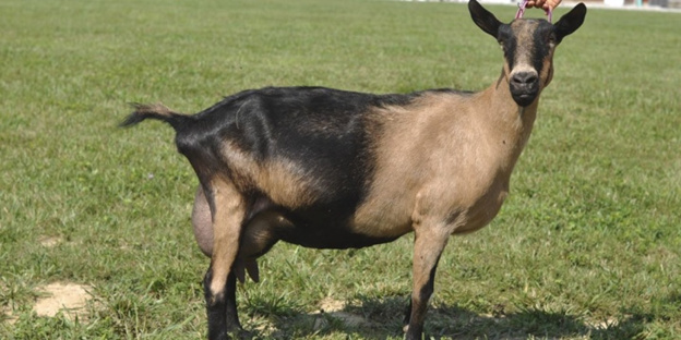 альпийская порода коз