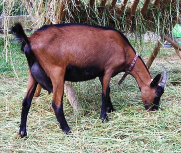 чешская порода коз