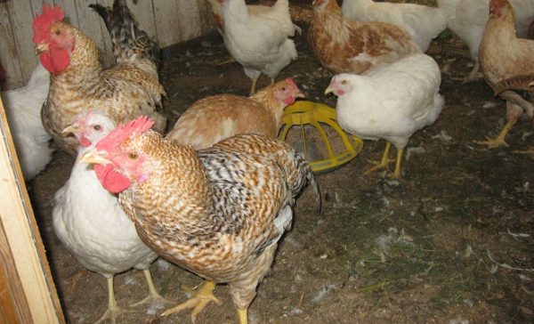 куры геркулес