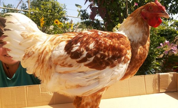 куры геркулес