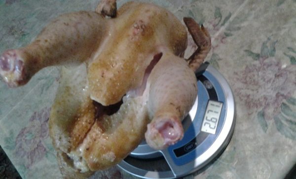 куры геркулес