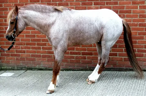 ламинит у лошадей