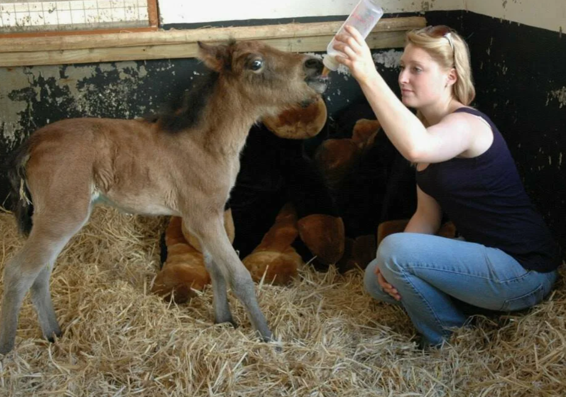 Молодняк лошадей. Тренировка на лошади. Как приучать жеребенка. Кормление жеребят. Как приучать жеребенка.