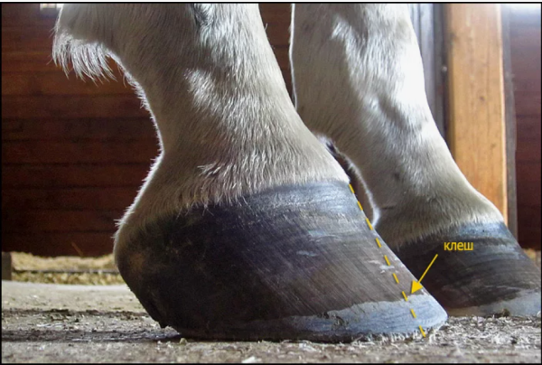 ламинит у лошадей