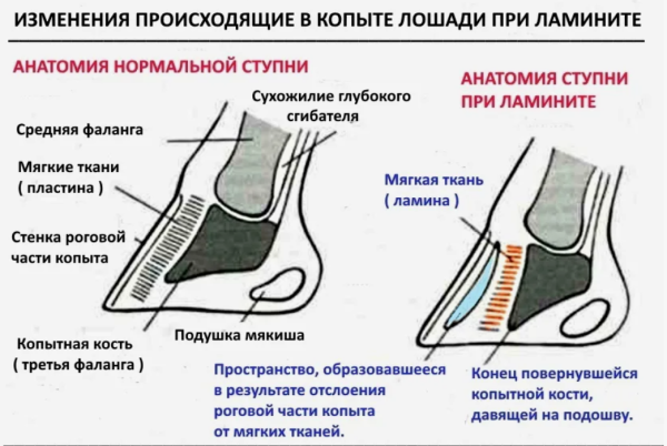 ламинит у лошадей