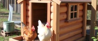 Construire un poulailler sûr et fonctionnel : plans et conseils pratiques pour réussir