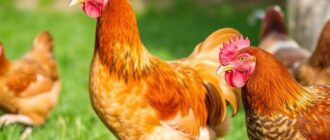 Comment choisir les races de poules adaptées à son projet ?