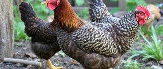 Débuter un élevage de poules pondeuses dans son jardin : guide complet et convivial