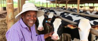 Работа на молочной ферме: от утренней дойки до технологий будущего