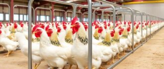 Профили для птицеводческого оборудования: как выбрать конструкции, которые служат и не мешают